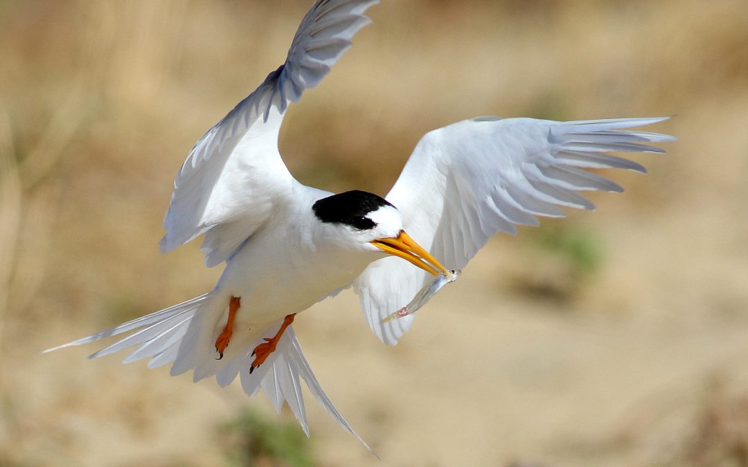 Fairy Tern Management Workshop