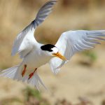 Fairy Tern Management Workshop