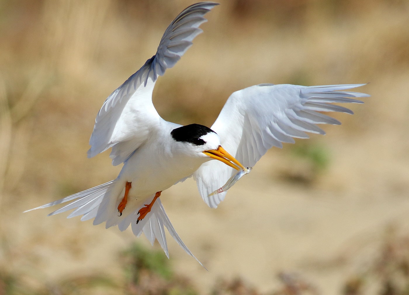 Fairy Tern Management Workshop
