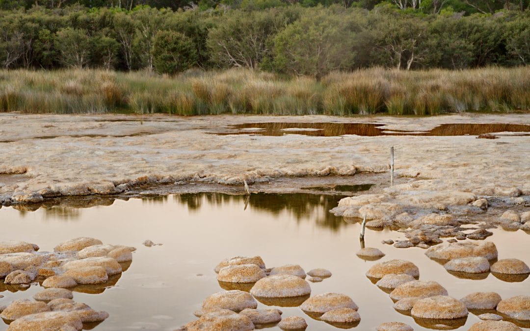 Lake Clifton Landcare Matters # 6
