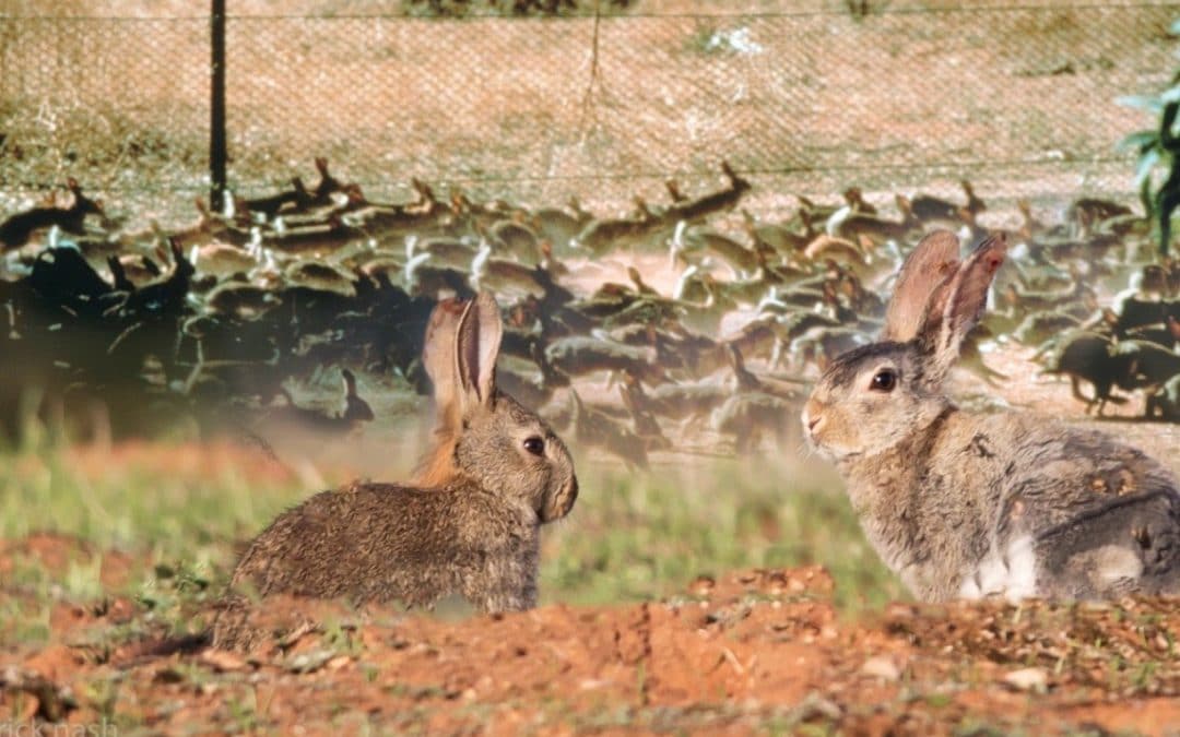 Hotham-Williams Landcare Matters #26