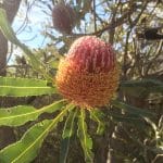 A World of Woodlands Cultural Walk and Talk