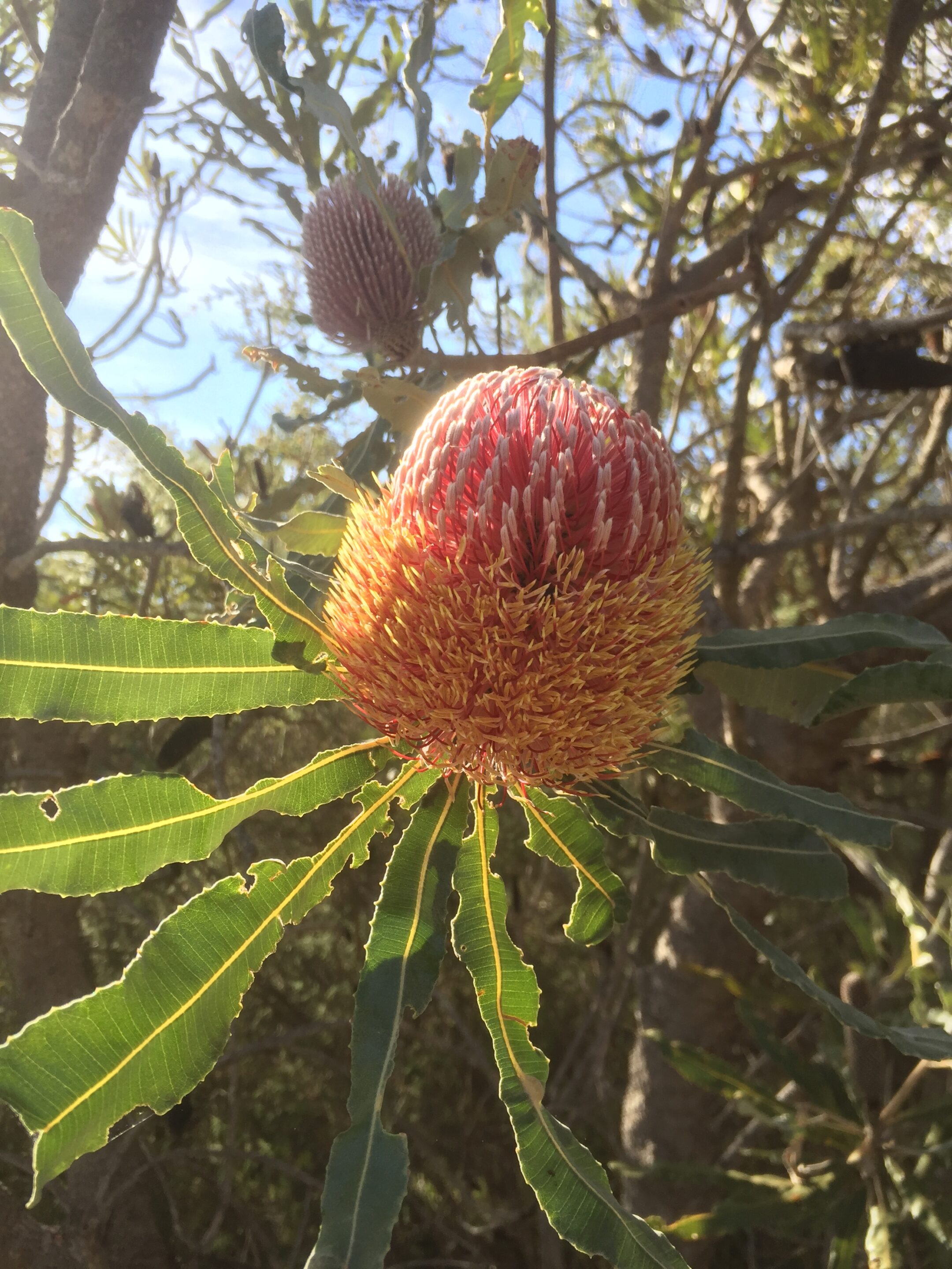 A World of Woodlands Cultural Walk and Talk