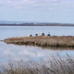 Ramsar TAG Meeting