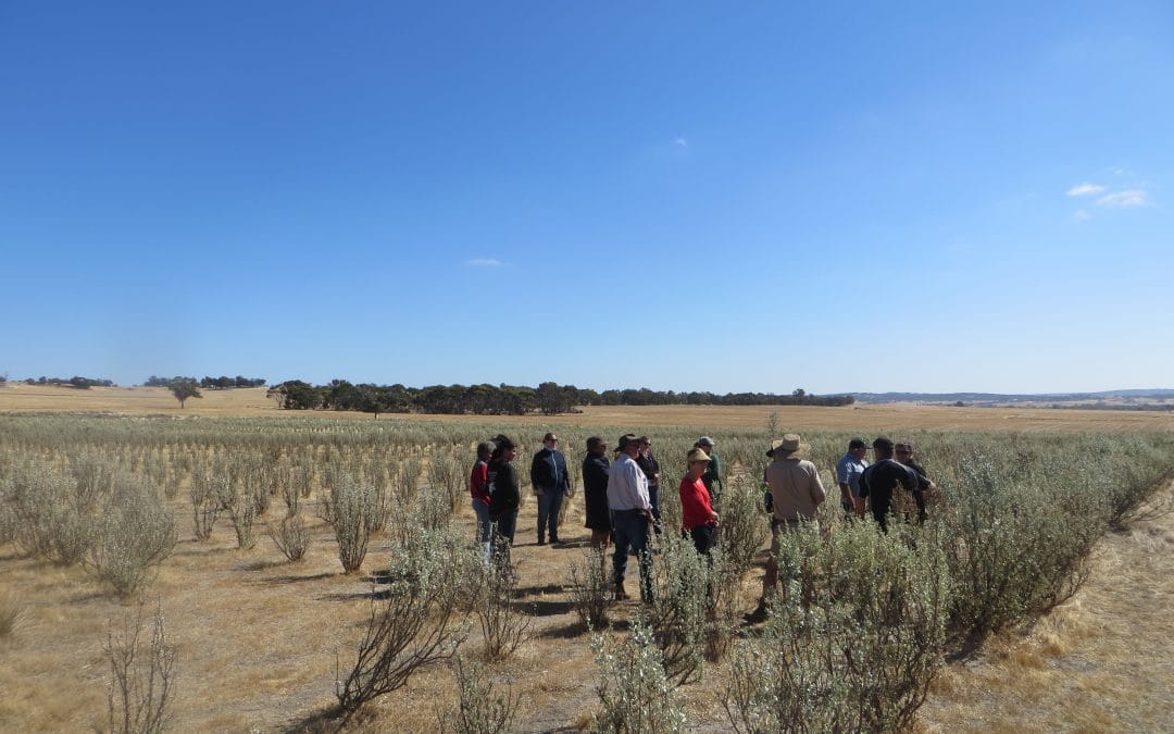 A new direction for salinity management in WA
