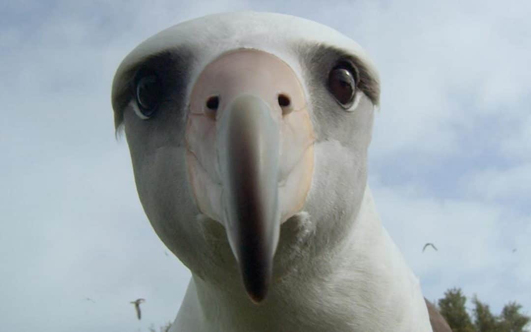 Wetlands Weekender – Movie Night “Albatross”