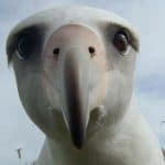 Wetlands Weekender - Movie Night “Albatross”