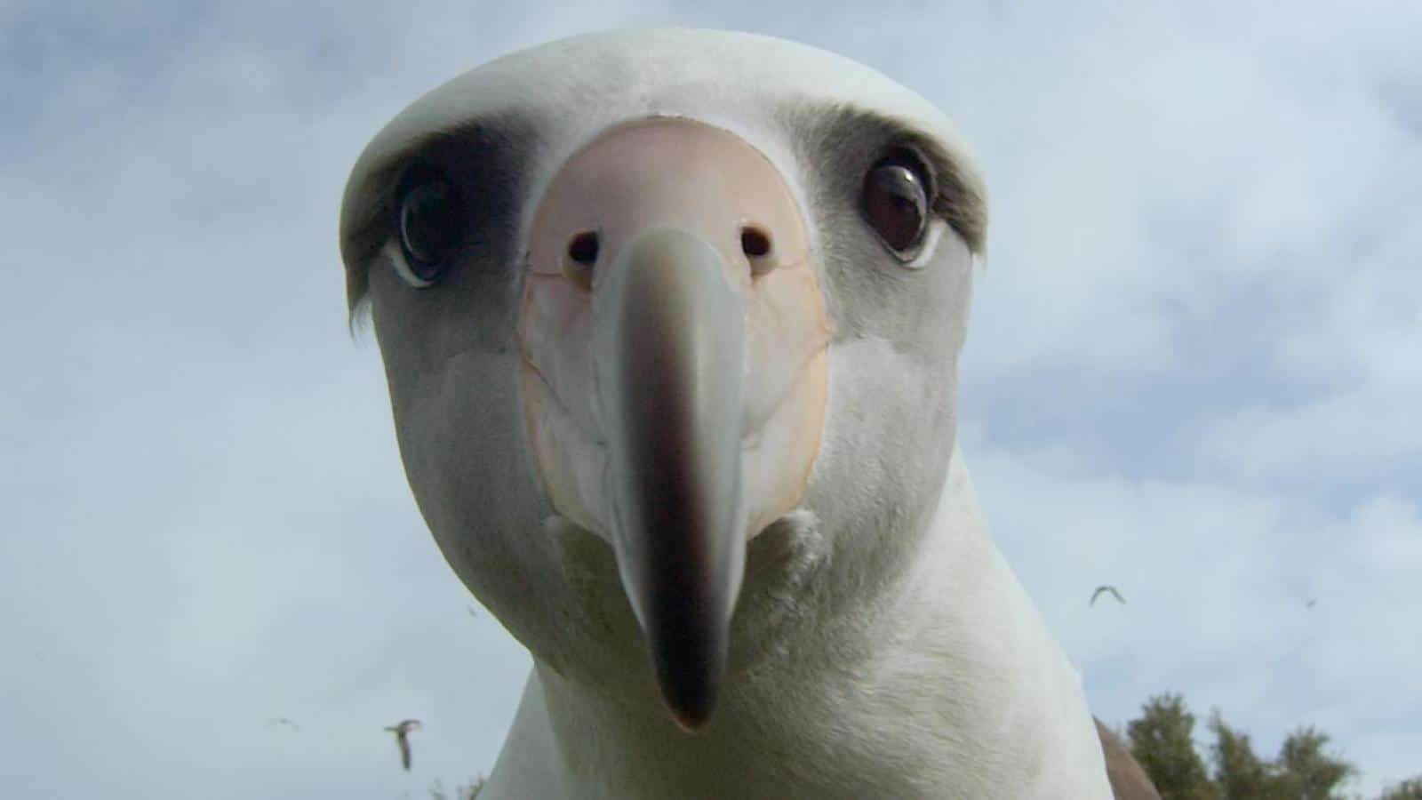 Wetlands Weekender - Movie Night “Albatross”