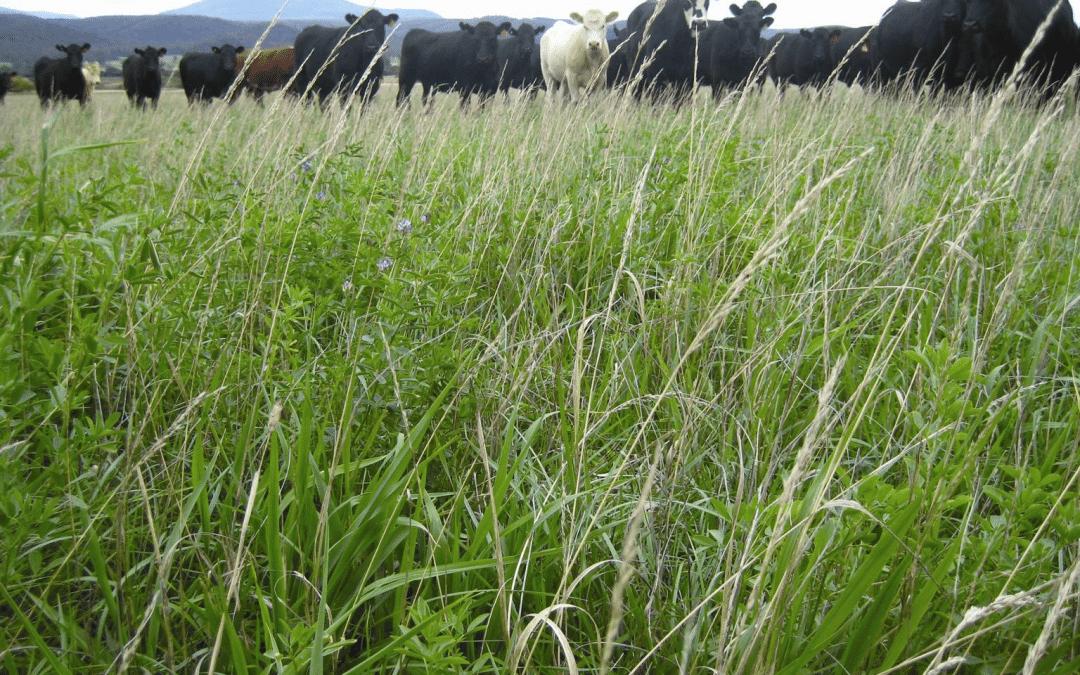 Regenerative Agriculture Conference
