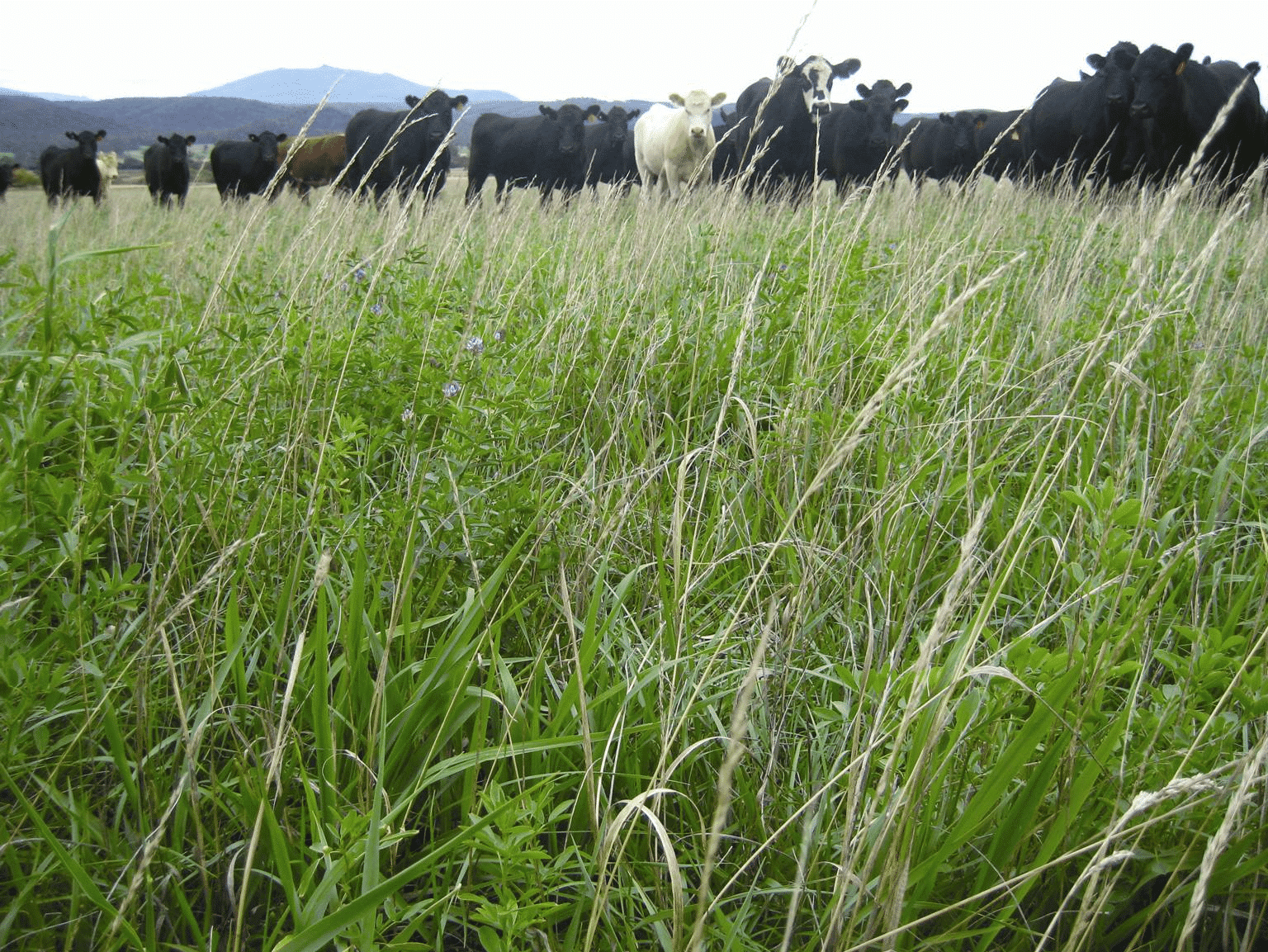 Regenerative Agriculture Conference