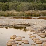 Defining research activities to develop environmental indicators of thrombolite health at Lake Clifton