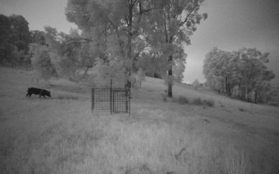 WA Releases Feral Pig Strategy