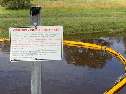 Taking Action on Water Hyacinth