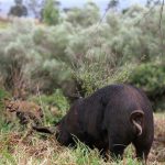 Pigs, Pests, and Biosecurity