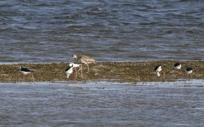 Eastern Curlew (Numenius madagascariensis)