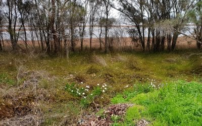 Garden Plants in our Wetlands and Bush