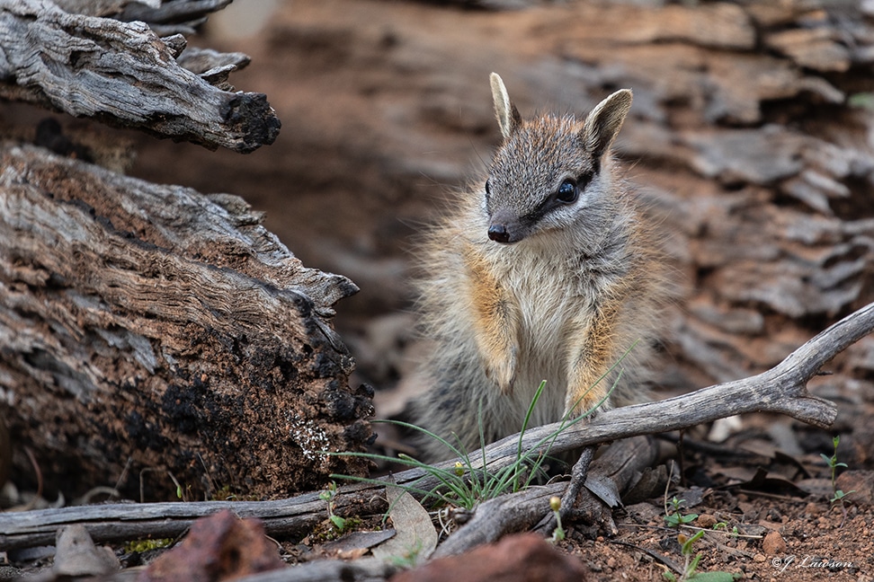 Launch of the WA Feral Cat Working Group