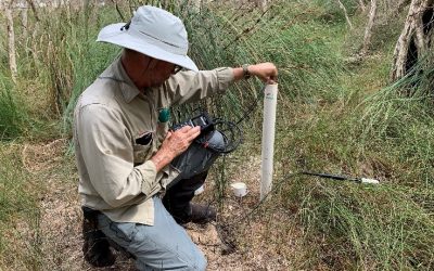 Groundwater flow: Life-blood of the Thrombolites