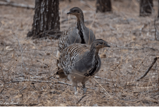 Malleefowl spotted in Dryandra Woodland