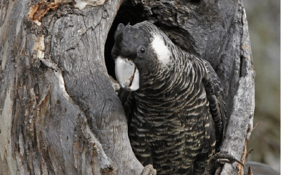 Do you have black cockatoos hanging out in your patch?