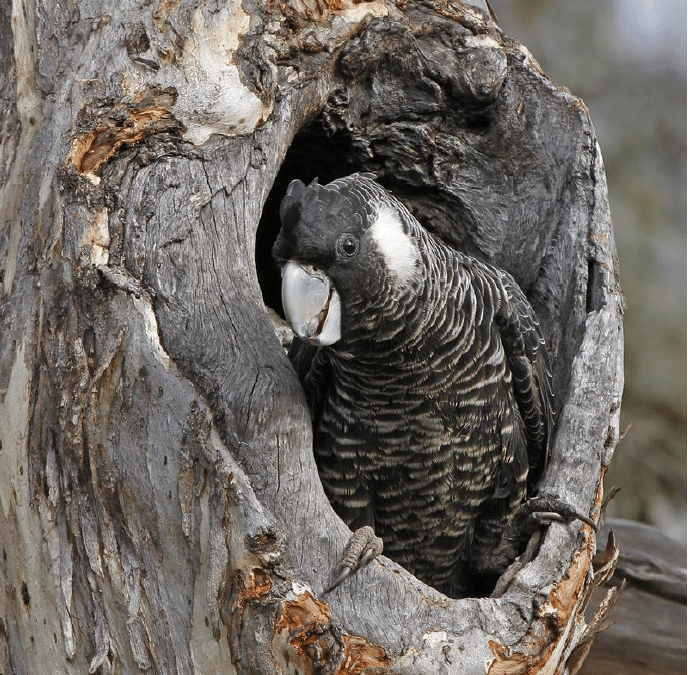 Do you have black cockatoos hanging out in your patch?