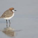 BirdLife Waterbird Information Session