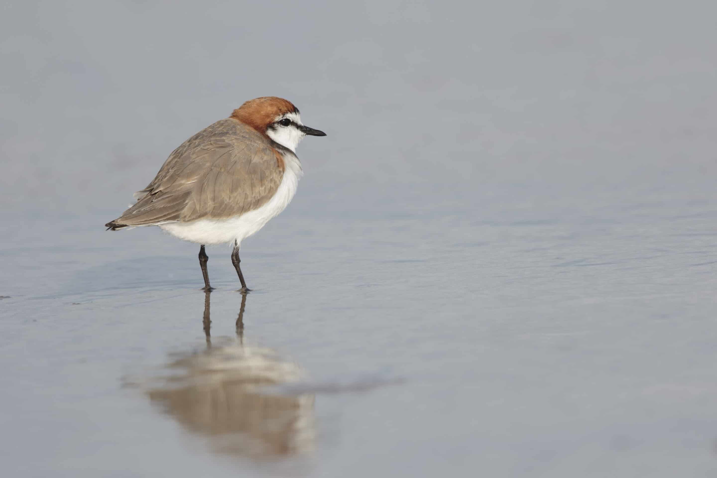 BirdLife Waterbird Information Session