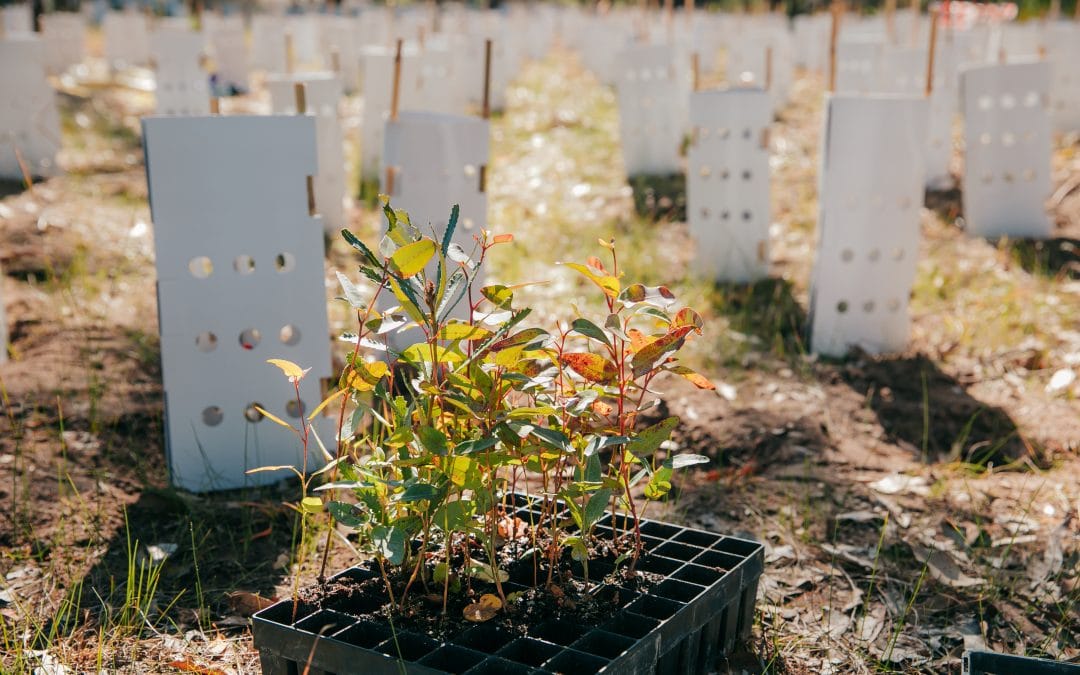 Tunbridge Gully Planting Event – Boddington