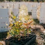 Tunbridge Gully Planting Event - Boddington