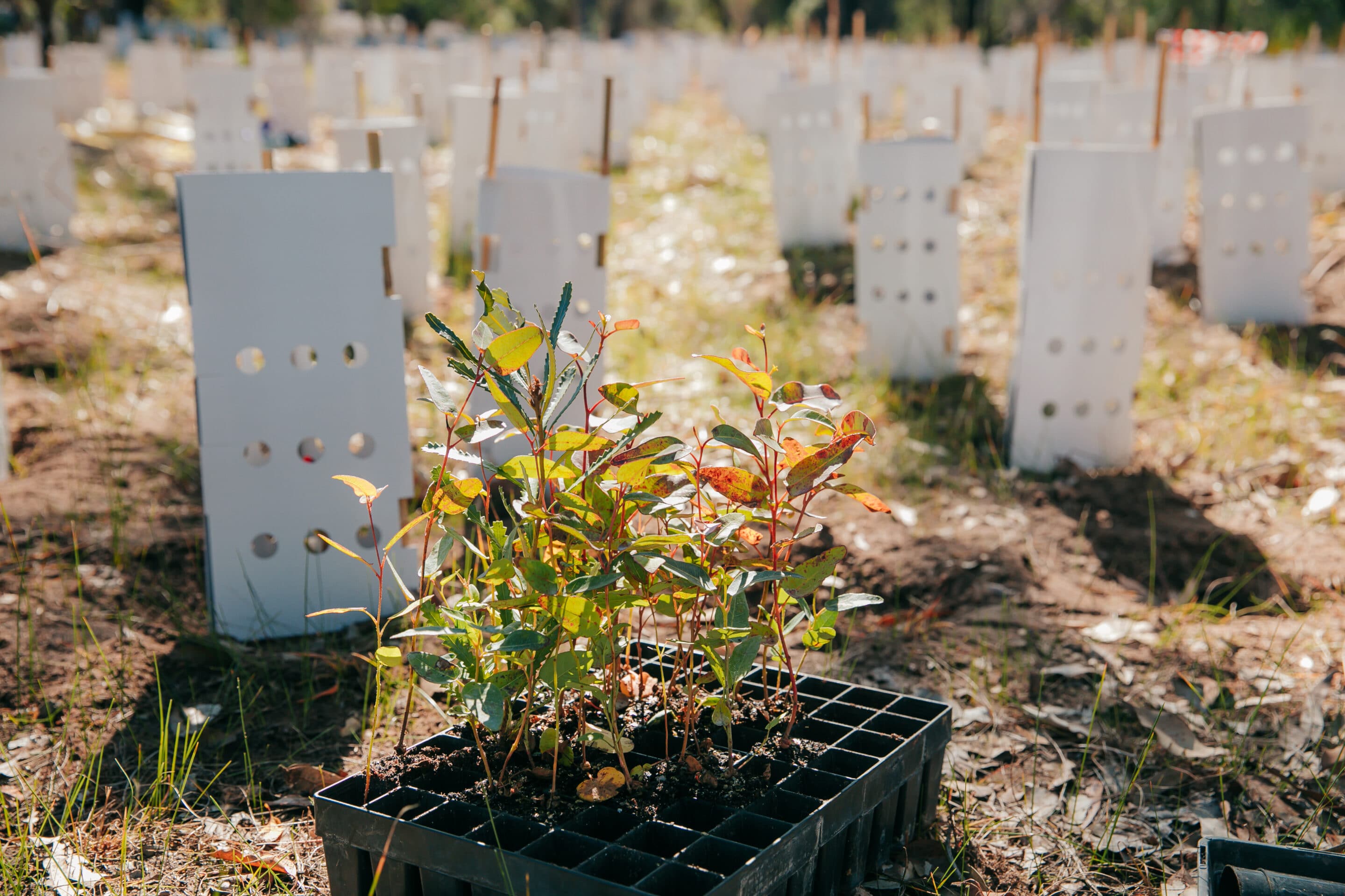 Tunbridge Gully Planting Event - Boddington