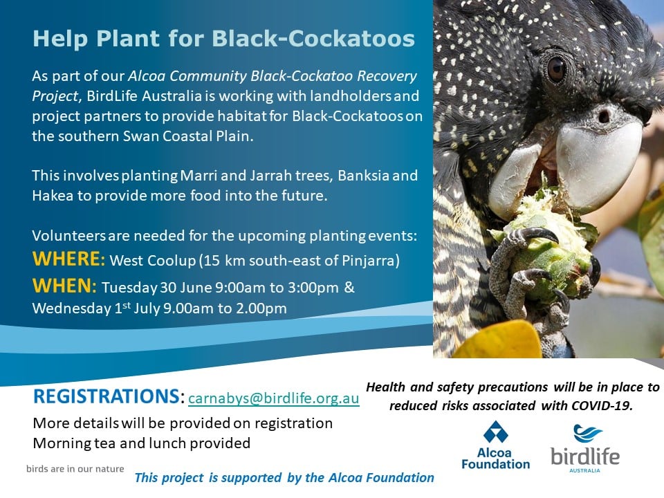 Help Plant for Black Cockatoos