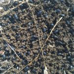 Dung Beetle Field Day