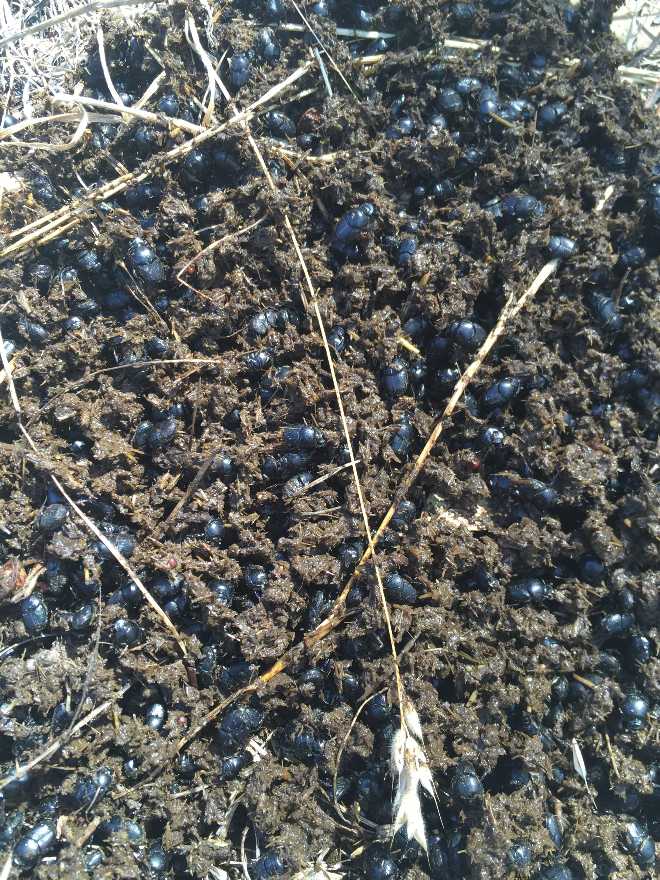 Dung Beetle Field Day