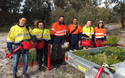 Karu Bilya Banksia Planting Complete