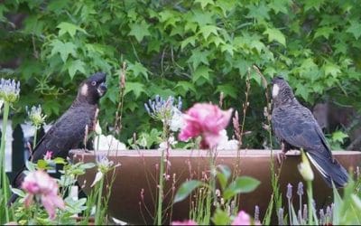 Get paid to help Black Cockatoos living near you!