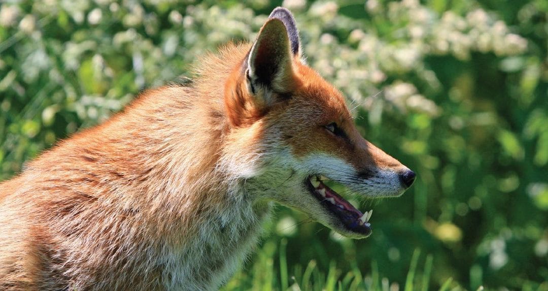 Fox Control – It’s Not Too Late