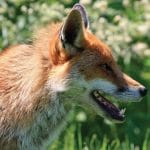 Fox Control - It's Not Too Late