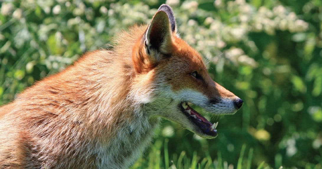 Fox Control - It's Not Too Late