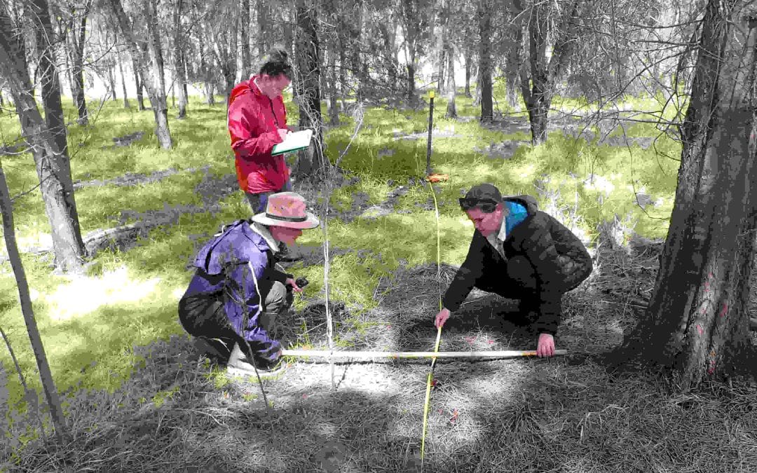Eco Monitoring in Tunbridge Gully