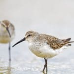 Introduction to Shorebird Identification Workshop (fully booked)