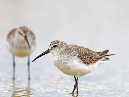 Introduction to Shorebird Identification Workshop (fully booked)