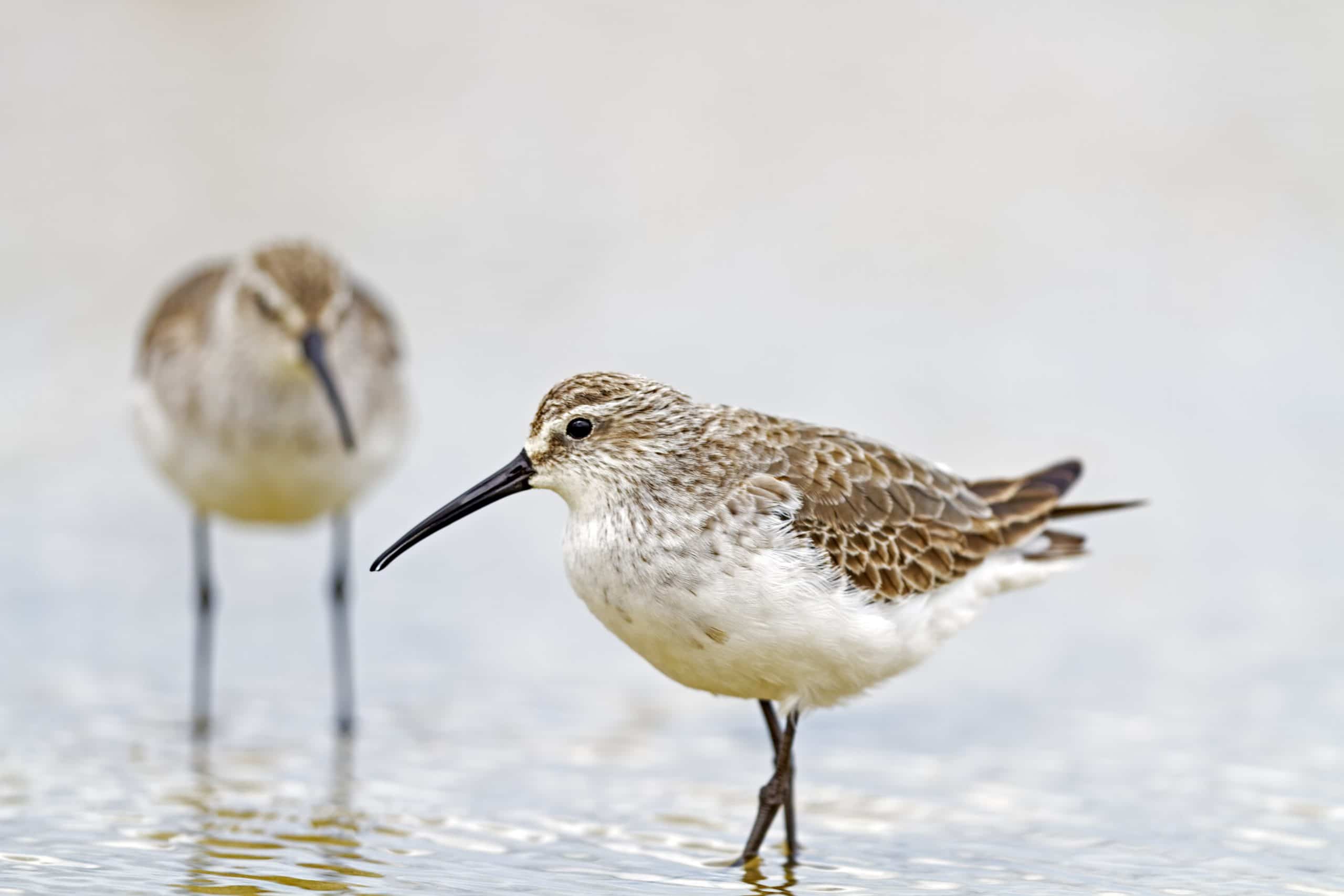 Introduction to Shorebird Identification Workshop (fully booked)