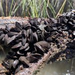 Mussel Up For the Murray - Mussel Basket Kit Handout