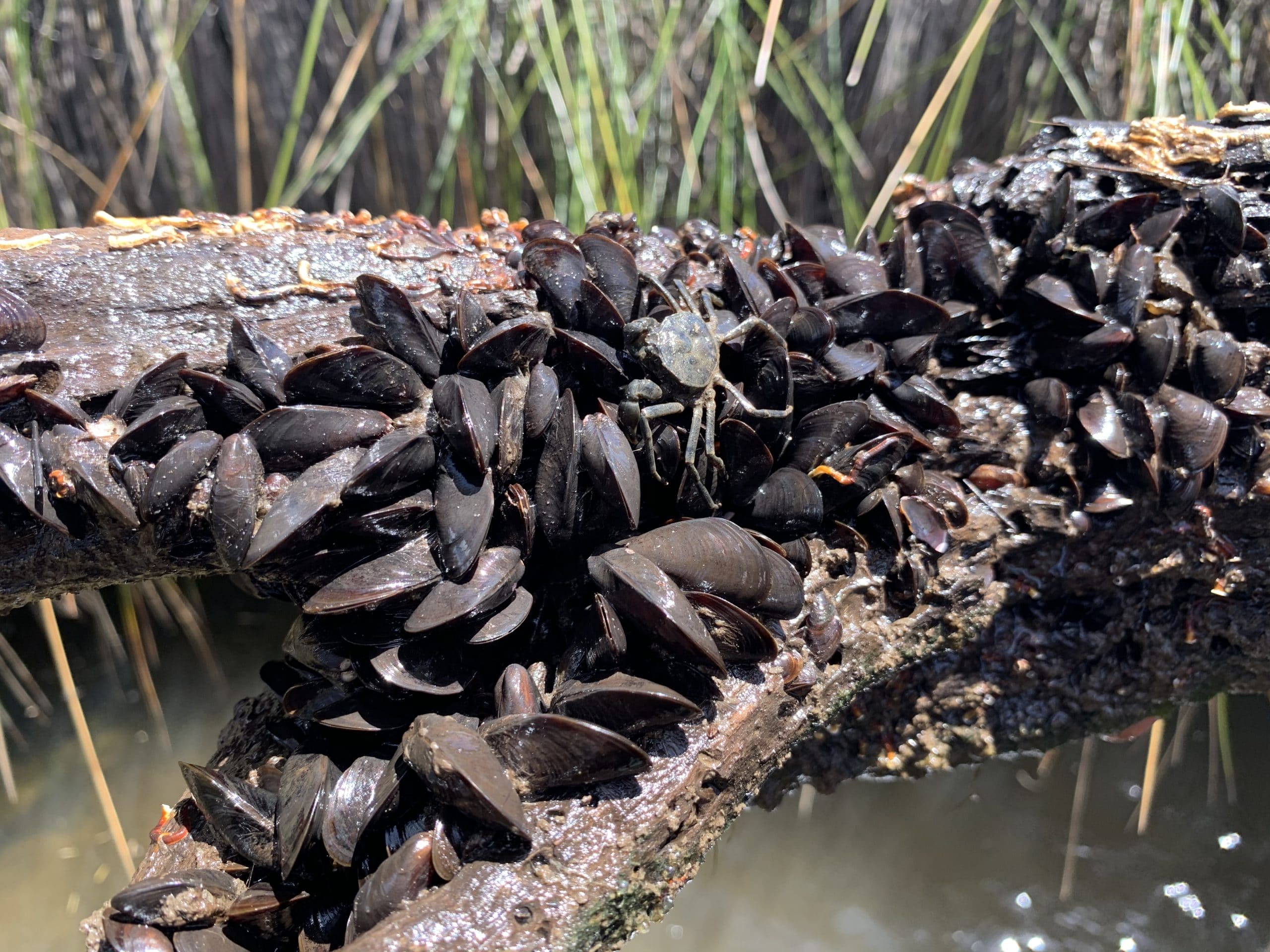 Mussel Up For the Murray - Mussel Basket Kit Handout