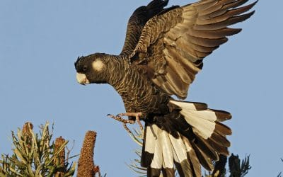 Protecting WA Black Cockatoos