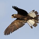 Great Cocky Count Workshop - Mandurah