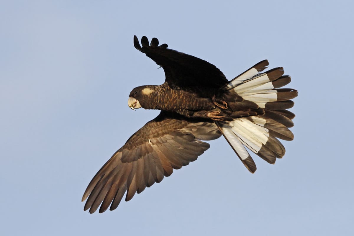 Great Cocky Count Workshop - Mandurah