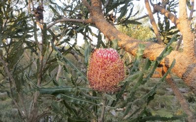 Banksias of Banksia Woodlands