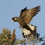 SHARE in the Shed:  Black Cockatoos