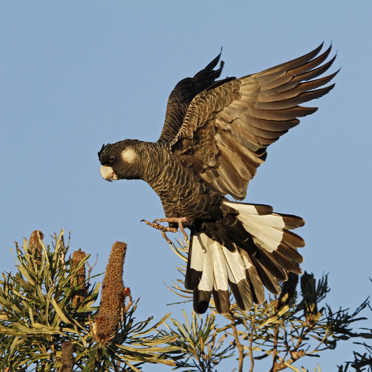 SHARE in the Shed:  Black Cockatoos